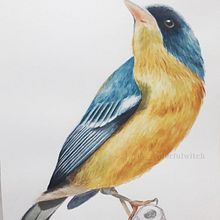 Meu projeto final do curso Ilustração naturalista de aves com aquarela. Projekt z dziedziny Trad, c, jna ilustracja,  R, sunek atramentem i Malowanie akwarelą użytkownika Carol Silvestrini - 28.08.2020