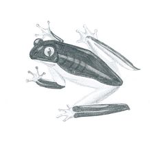 Frog. Un progetto di Disegno a matita e Disegno di Mel H - 02.09.2020