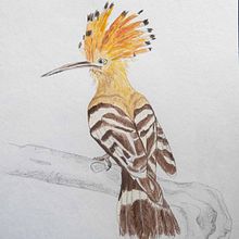 My project in Naturalist Bird Illustration with Watercolors course is Upupa epops  . % koutna_marianna tarafından hazırlanan Sanatsal Çizim projesi - 09.02.2020