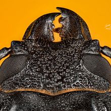 Mi Proyecto del curso: Introducción a la fotografía macro . Un proyecto de Fotografía de Humberto Jared Lacayo Ramirez - 02.09.2020