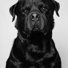 Mi Proyecto del curso: Introducción a la fotografía de perros. Un projet de Photographie, Photographie de portrait , et Photographie numérique de Núria Fau - 03.09.2020