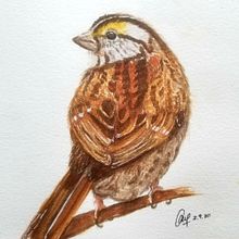 My project in Naturalist Bird Illustration with Watercolors course. Watercolor Painting project by andrea.ang89 - 09.03.2020