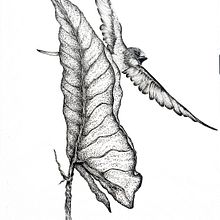 Sketches for Intaglio. Botanical Illustration & Ink Illustration project by Catalina Peña - 09.04.2020