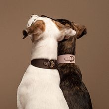 Native Hounds. Art Direction, Photograph, Studio Photograph, Product Photograph, Digital Photograph, Commercial Photograph, Photographic Lighting, and Photo Retouching project by Natalia Gw - 09.06.2020