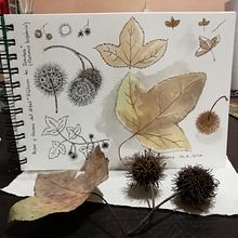 Cuaderno Botánico de Malu. Watercolor Painting project by Maria Lujan - 09.13.2020