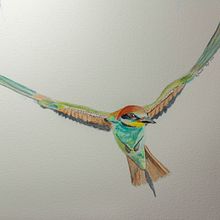 Mi Proyecto del curso: Ilustración naturalista de aves con acuarela:  Abejaruco común. Traditional illustration project by d_fuentesromero - 09.07.2020