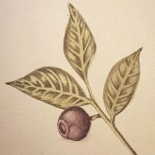Mi Proyecto del curso: Ilustración botánica con acuarela. Watercolor Painting project by Adherid Mercado - 09.07.2020