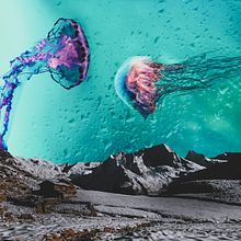 jellyfish Ein Projekt aus dem Bereich Artistische Fotografie und Fotomontage von SA CA - 07.09.2020