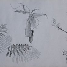 Proyecto del workshop Dibujo de Naturaleza con Tinta y Grafito. Un proyecto de Dibujo a lápiz y Dibujo realista de Javier Jara - 08.09.2020