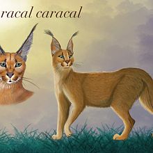 Meu projeto do curso: Ilustração naturalista de animais com Procreate. Een project van Digitale illustratie van Rafael Delcourt - 08.09.2020