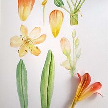 Mi Proyecto del curso: Ilustración botánica con acuarela: MI JARDÍN. Un progetto di Illustrazione botanica di rossanadeestrada - 09.09.2020