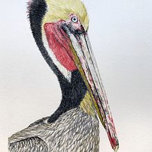 Mi Proyecto del curso: Ilustración naturalista de aves con acuarela. Artistic Drawing, Realistic Drawing, Traditional illustration, Watercolor Painting, and Drawing project by Florence Saje - 09.10.2020