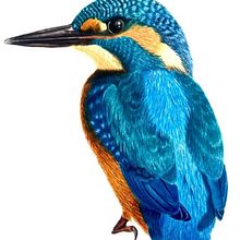 Mi Proyecto del curso: Ilustración naturalista de aves con acuarela. Un proyecto de Dibujo, Ilustración botánica y Pintura a la acuarela de Laura Carvajal - 10.09.2020