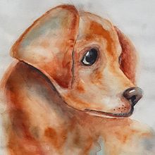  La perrita Alma.. Pintura em aquarela projeto de Gloria Bass - 12.09.2020