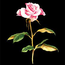 My project in Botanical Illustration with Watercolors course. Un progetto di Pittura ad acquerello di BENJAMIN CORRALES - 13.09.2020