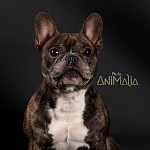 PHOTO ANIMALIA. Un progetto di Design, Fotografia, Fotografia di ritratto, Fotografia digitale e Fotografia per Instagram di Jose Spagnolo - 14.09.2020