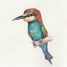 Mi Proyecto del curso: Ilustración naturalista de aves con acuarela . % Diana Vazquez tarafından hazırlanan Geleneksel illüstras, on, Sulubo, Ve a Resim projesi - 09.18.2020