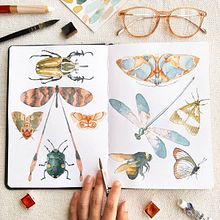 Insecta - estudo em aquarela (2019). Un projet de Illustration traditionnelle, Illustration à l'encre, Peinture , et Aquarelle de Franncine de Miranda (Estúdio Luares) - 17.06.2020