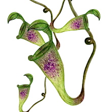 My project in Botanical Illustration with Watercolors course. Botanical Illustration project by Raffaella Fiore - 09.17.2020