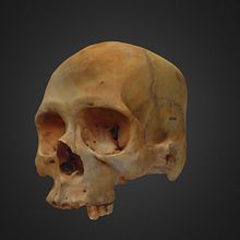 Mi Proyecto del curso: Introducción a la fotogrametría 3D. Educação projeto de pollopithecus - 18.09.2020