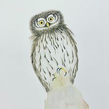 European Pygmy Owl (my first Bird Illustration ever) with watercolors. Een project van  Tekening van Maria Melkova - 18.09.2020