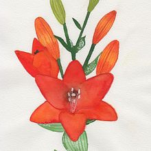 Florecilla. Traditional illustration project by Mireia Muñoz - 09.19.2020