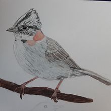 Mi Proyecto del curso: Ilustración naturalista de aves con acuarela. Traditional illustration project by heidi.heitmann.frutuoso - 09.19.2020