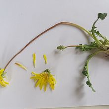 Mi Proyecto del curso: Ilustración botánica con acuarela. Een project van  Botanische illustratie van Tosca D'Aprile - 04.10.2020