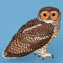 Spotted wood owl . Un progetto di 3D, Belle arti, Character design 3D, Fotografia e Fotografia pubblicitaria di Diana Beltran Herrera - 22.09.2020