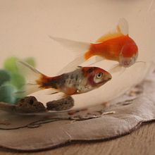 Mi Proyecto del curso: Guía práctica para aprender a manejar tu cámara digital desde cero Ein Projekt aus dem Bereich Fotografie von Barbara Alvarado Corti - 21.09.2020