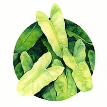 Mi Proyecto del curso: Técnicas de acuarela en negativo para ilustración botánica. Botanical Illustration project by Maribi Benito Martin - 09.23.2020