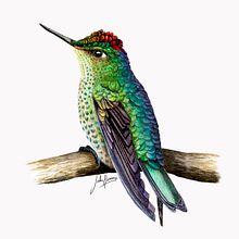  Picaflor rubí (Sephanoides sephaniodes). Un progetto di Illustrazione tradizionale e Pittura ad acquerello di Julia Rouaux - 20.11.2015
