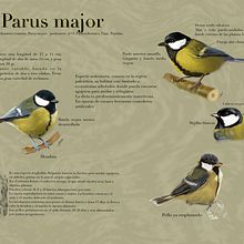 Infografía de Parus major (carbonero común). Digital Painting project by Juan Reyes Ruiz - 09.25.2020