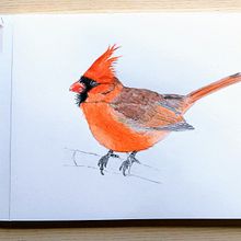 My project in Naturalist Bird Illustration with Watercolors course. Traditional illustration project by opdebeeck.anja - 09.25.2020