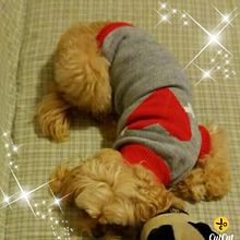 chompitas/ropa para mascotas. Un progetto di Marketing per Instagram di Patricia Jolly - 26.09.2020