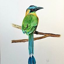 Mi Proyecto del curso: Ilustración naturalista de aves con acuarela. Watercolor Painting project by Vivi Wingert - 09.27.2020