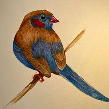 My project in Naturalist Bird Illustration with Watercolors course . Direcția artistică, Desen și Pictură în acuarelă de Vera Steury - 09.27.2020