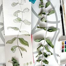 Mi Proyecto del curso: Cuaderno Botánico en acuarela - Mi cuaderno. Traditional illustration, Watercolor Painting, Botanical Illustration, and Sketchbook project by Cecilia Mora Bonilla - 10.01.2020