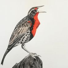 Mi Proyecto del curso: Pastorero Peruano (Leistes bellicusos) cantando. Un projet de Illustration traditionnelle de Wilson Diaz - 11.10.2020