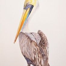 Mi Proyecto del curso: Pelícano de Humboldt. Pintura em aquarela projeto de Juan Pablo Garcia - 28.09.2020