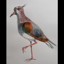 Queltehue (Vanellus Chilensis). Un projet de Aquarelle de Gloria Bass - 29.09.2020