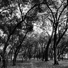 Un simple paseo.. Writing project by Olive Ibis Algebra - 09.30.2020