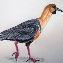 Bandurria. Un proyecto de Ilustración tradicional y Pintura a la acuarela de MARIA JESUS FERNANDEZ QUINTANA - 01.10.2020
