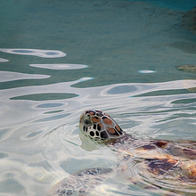Tortugranja Isla Mujeres. Un projet de Photographie de Ariadna Matas - 03.10.2020