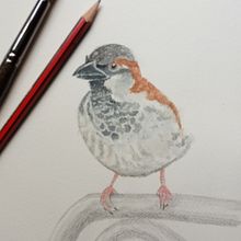 Gorrión acompañándome en el aperitivo.. Un proyecto de Ilustración tradicional de Isabel Arranz - 04.10.2020