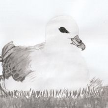 Noordse stormvogel . Ilustrasi Tinta proyek oleh Silvia Roukens - 10.11.2020