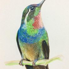 Mi Proyecto del curso: Pica Flor. Watercolor Painting project by Luis Aguilar - 10.05.2020