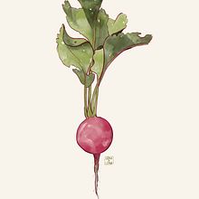 PLANTS. Traditional illustration project by Sonia Elena GS - 10.06.2020