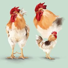 GALLO. Concept Art, and Digital Drawing project by Dolche FarNiente - 10.09.2020
