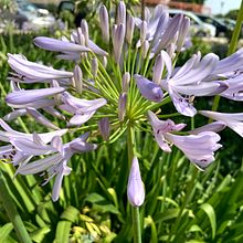 1. Inicio. Ilustración botánica . Botanical Illustration, and Watercolor Painting project by Bárbara Pardo - 10.11.2020
